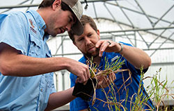Weed science doctoral student Jake Patterson (left) and Dr. Connor Ferguson examine weeds grown in the greenhouse to determine herbicide effectiveness. 