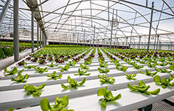 Lettuce grows in Salad Days, LLC, hydroponics greenhouse located in Flora, Mississippi