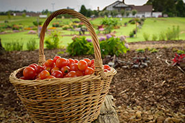 tomatoes in a basket with landscape
