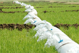 polypipe irrigating rice