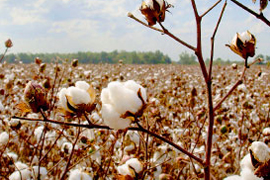 cotton ready for harvest in the field