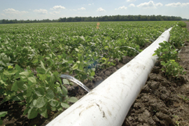 polypipe irrigating soybean
