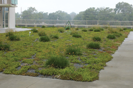plants growing on green roof